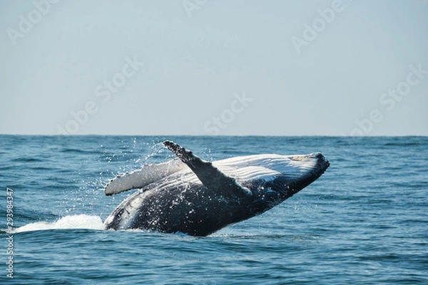 Obraz Large whale breaching over the ocean during whale migration on the east coast of Australia