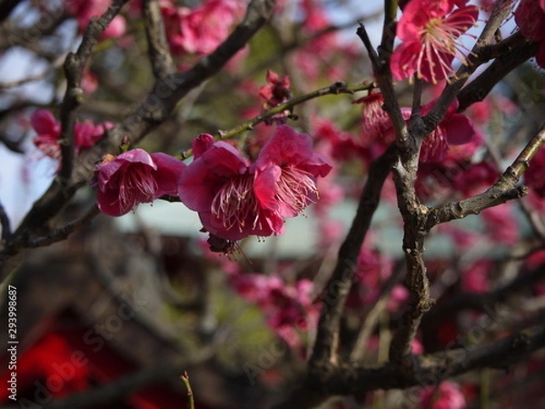 Fototapeta 梅の花