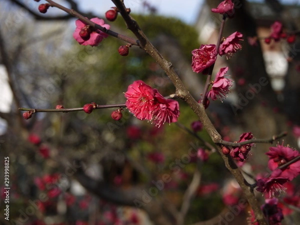 Fototapeta 梅の花