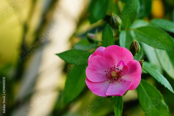 Fototapeta 木と花