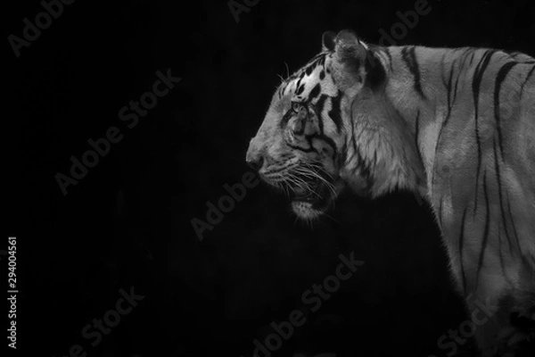 Fototapeta dramatic close up head of a Male tiger  profile in low key light