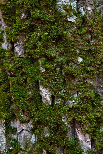 Obraz tree bark overgrown with moss