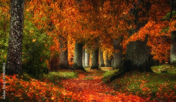 Obraz autumn path