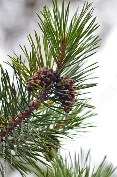 Obraz Fir tree branches and pine cones on white background