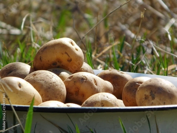 Obraz  Raw potatoes in an iron plate on the grass, in nature