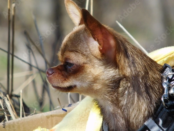 Obraz Profile of a dog on a background of grass. Dog breed chihuahua. Red, brown. He is looking to the right. You can see the head, ears, eyes, mustache. The mouth is closed.