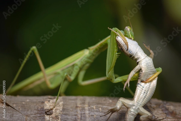 Obraz Praying mantis eating lizard - Mantis religiosa