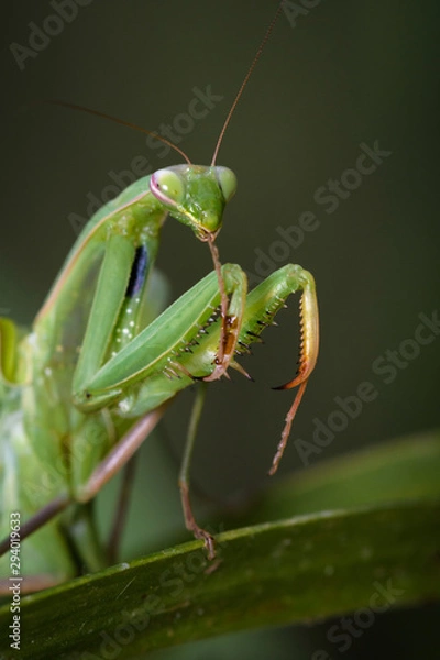 Fototapeta Praying mantis in the wild - Mantis religiosa