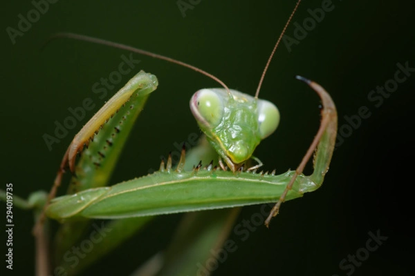 Fototapeta Praying mantis in the wild - Mantis religiosa