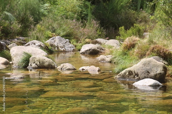 Obraz stream in the forest