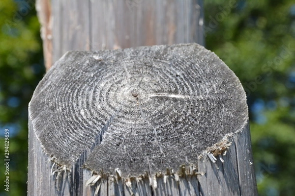 Fototapeta Chopped tree, stump. Nature. The sad story of a tree