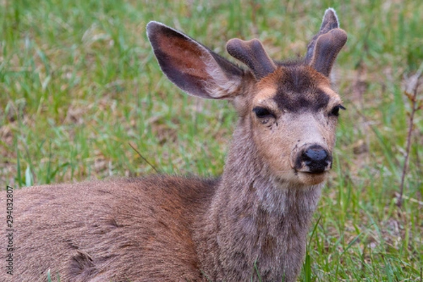 Obraz Springtime Buck Mule Deer