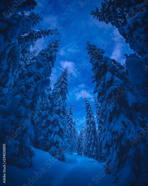 Fototapeta winter landscape with trees