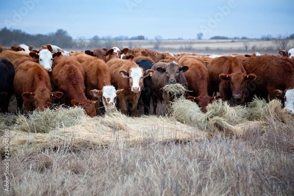 Obraz Herd of cows being fed hay in winter