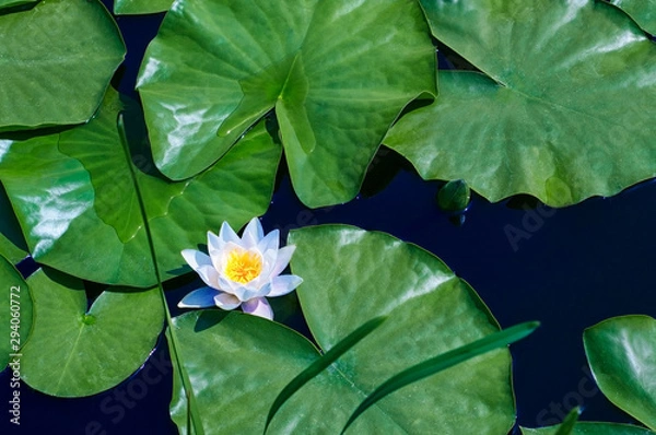 Obraz Water lily flowers