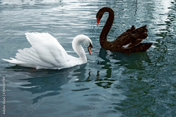 Fototapeta Two beautiful swans