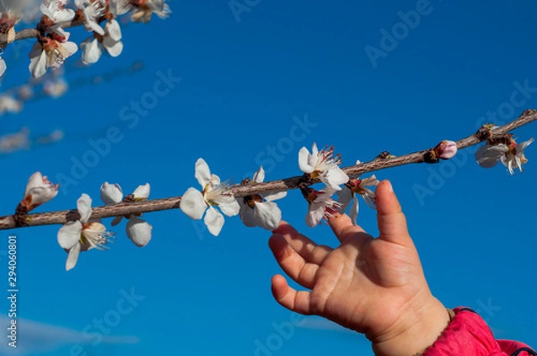 Fototapeta Touch the spring