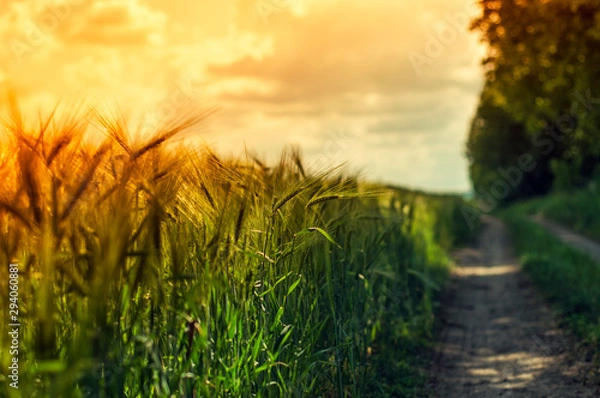 Obraz Countryside landscape