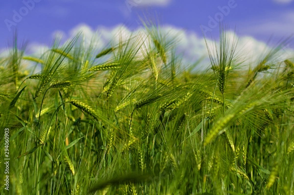 Fototapeta Green fields of wheat