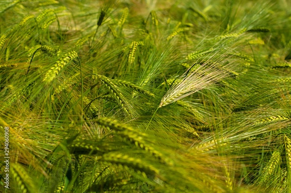 Obraz Green young wheat