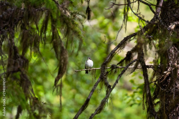 Fototapeta bird on a branch