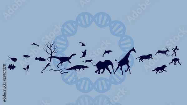 Fototapeta Evolution of species illustration. Evolution vector design