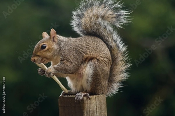 Fototapeta Squirrel chewing a Fox jaw bone