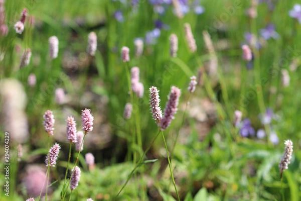 Fototapeta Highlander serpentine flower, Polygonum bistorta, on a green meadow in the High Tatras in the summer.
