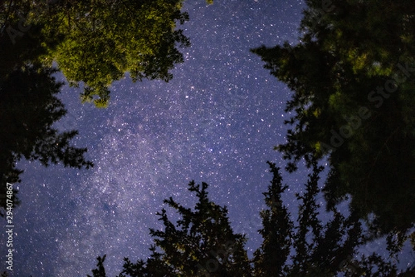 Obraz Night sky seen through the trees
