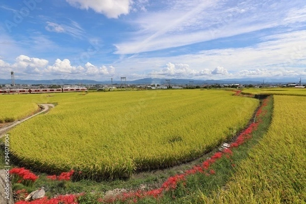 Fototapeta 奈良の秋景色