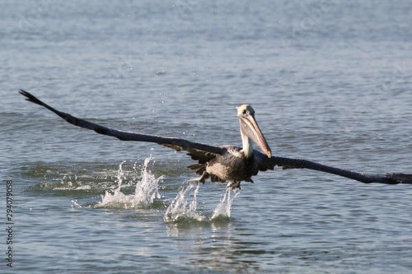 Obraz Brown Pelican