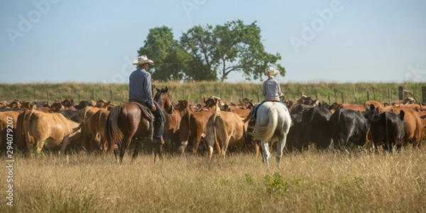 Obraz Father and son moving cattle to new pasture