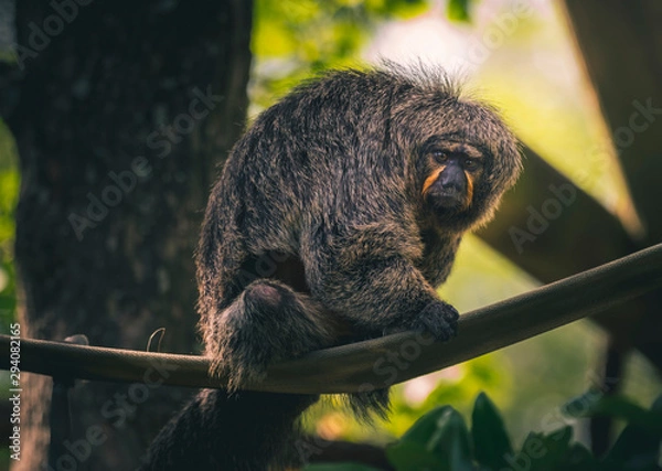 Fototapeta Grumpy monkey