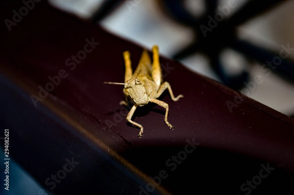 Obraz grasshopper on leaf