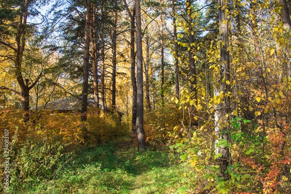 Fototapeta Russia. Yekaterinburg. Autumn forest within the city limits .