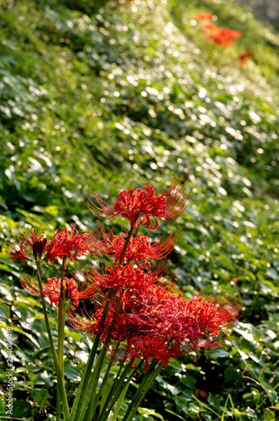 Fototapeta 曼珠沙華