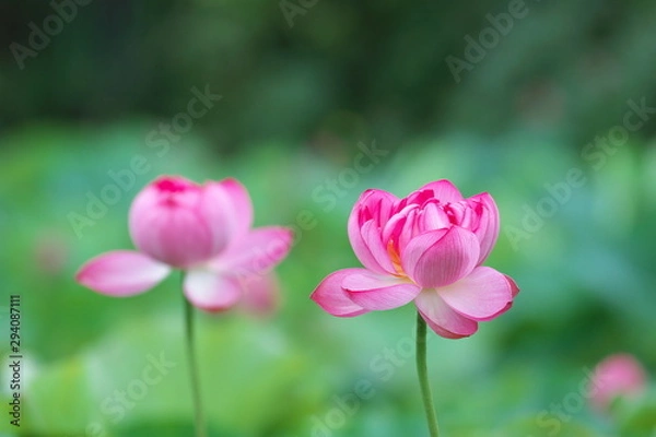 Fototapeta 桃色の蓮