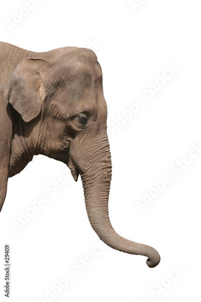 Obraz głowa słonia na białym tle
