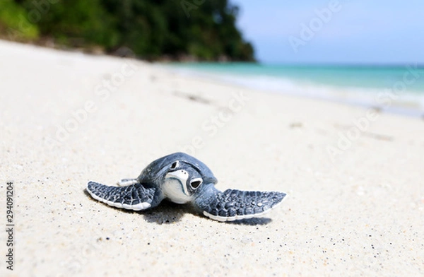 Obraz Little turtle on white beach