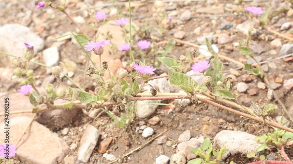 Obraz spring crocus flowers