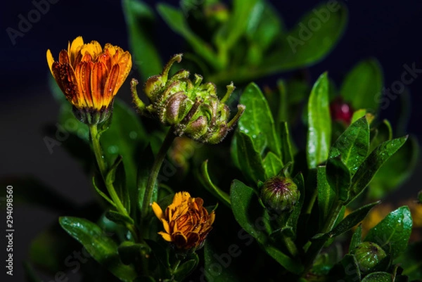 Fototapeta Calendula officinalis with water droplets and dark background and design