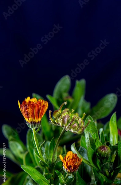 Obraz Calendula officinalis with water droplets and dark background and design