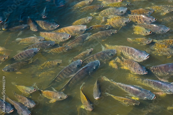 Fototapeta Nile tilapia in the pond is rising to get oxygen air on the surface.