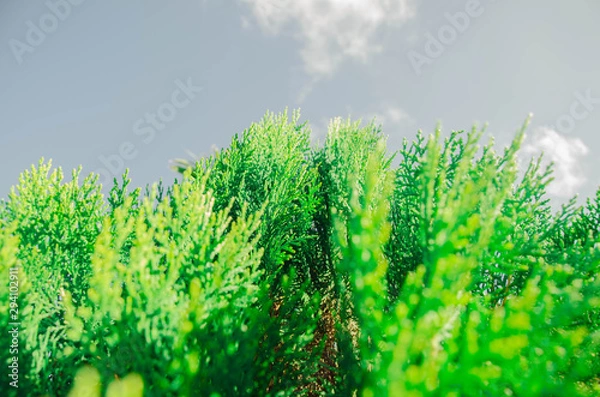 Fototapeta background with grass and flowers