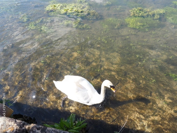 Obraz ハクチョウ