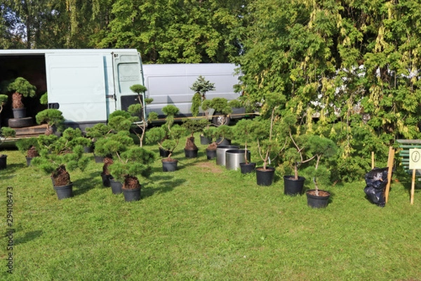 Fototapeta Farmesr sells self-grown  decorative  garden  pine and fir  trees  in a green meadow