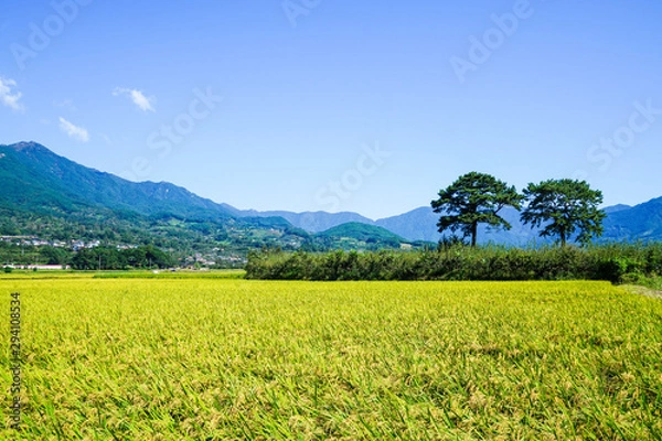 Obraz 하동 평사리 들판의 가을 풍경