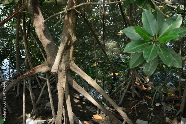 Fototapeta tree in jungle