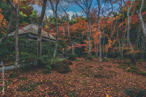 Fototapeta 京都 祇王寺の紅葉と秋景色