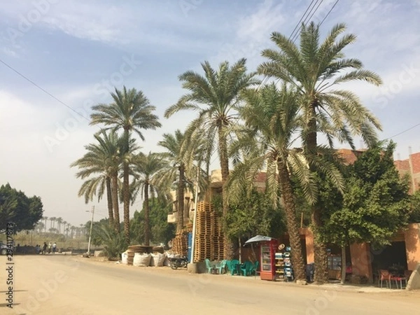 Obraz Dates tree in Egypt
